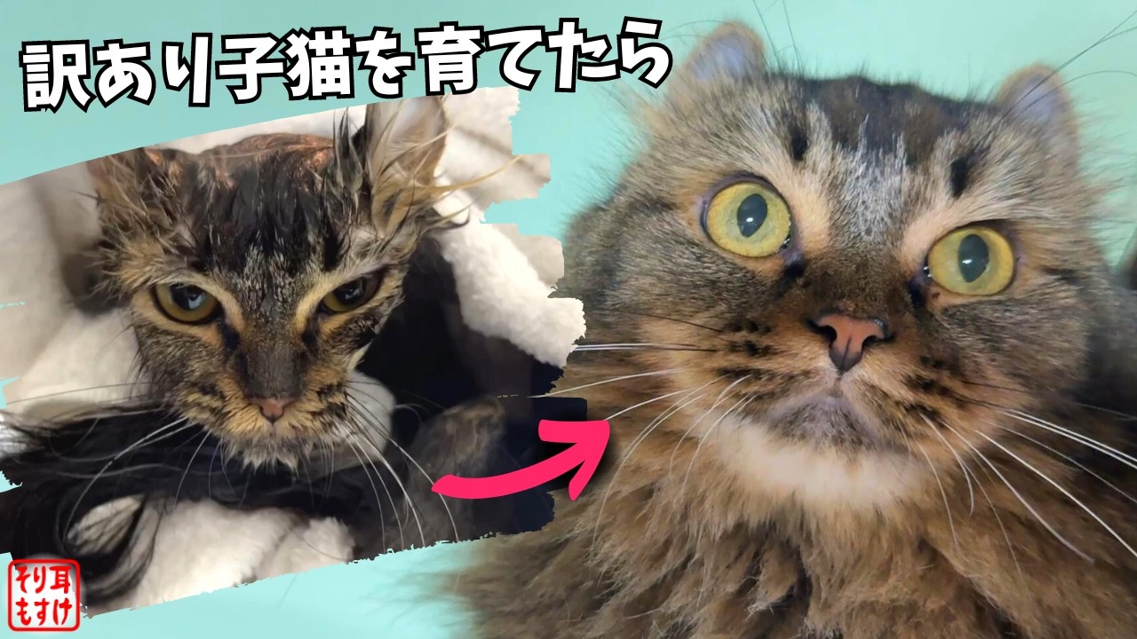 激やせガリガリの訳あり子猫をお迎えしてみて今思うこと…