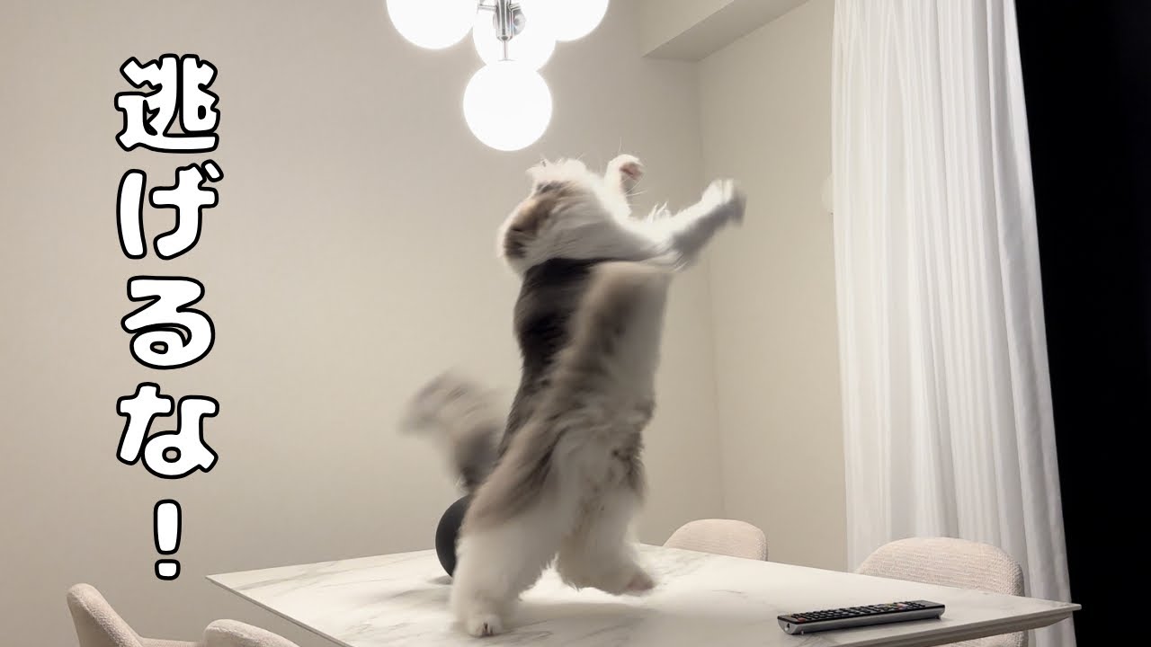 侵入者（虫）におちょくられる猫【メインクーン】