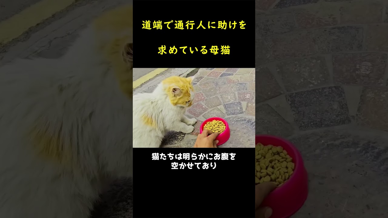 瀕死の子猫のため、必死に男性をしがみつく母猫！！🐱