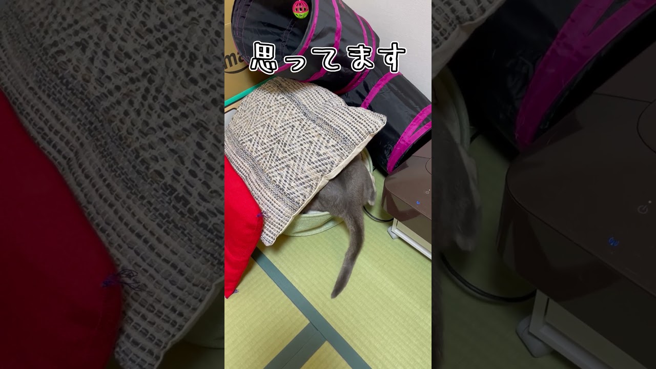 アビシニアンとは その8 #shorts #猫 #アビシニアン