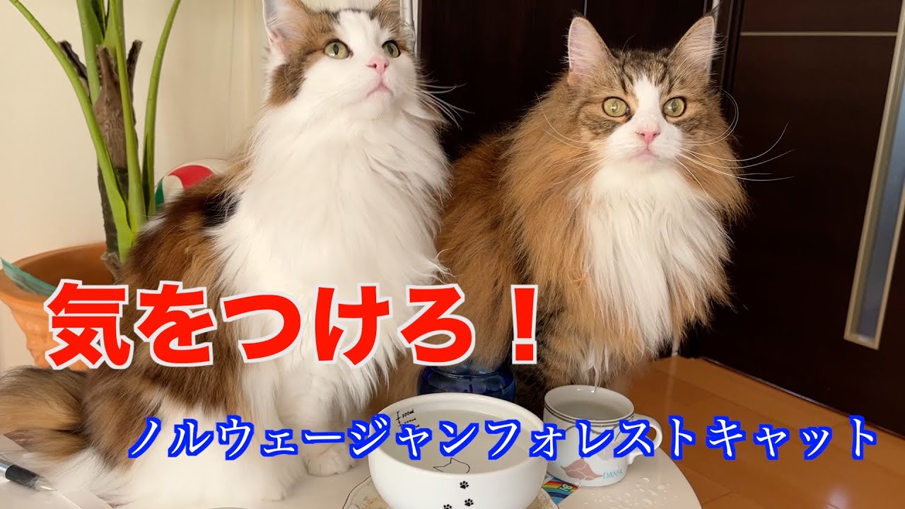 飼主には気をつけろ【ノルウェージャンフォレストキャット】