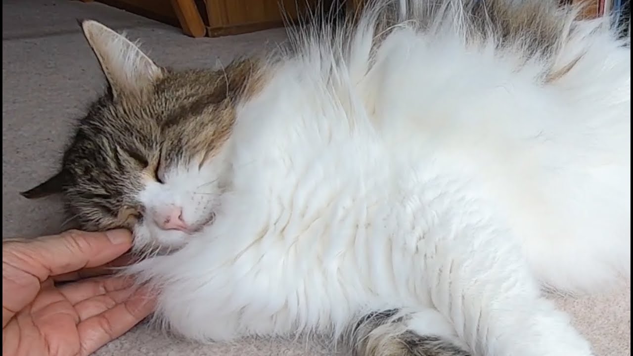 首を掻いてもらい気持ち良くて寝てしまう猫/A cat falls asleep after having its neck scratched