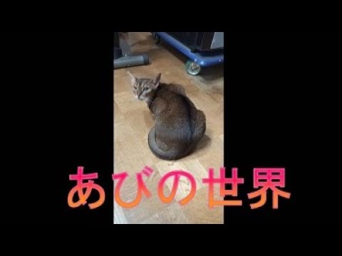 ネコ動画あび＃3967　あびの毎日　アビシニアン　あび