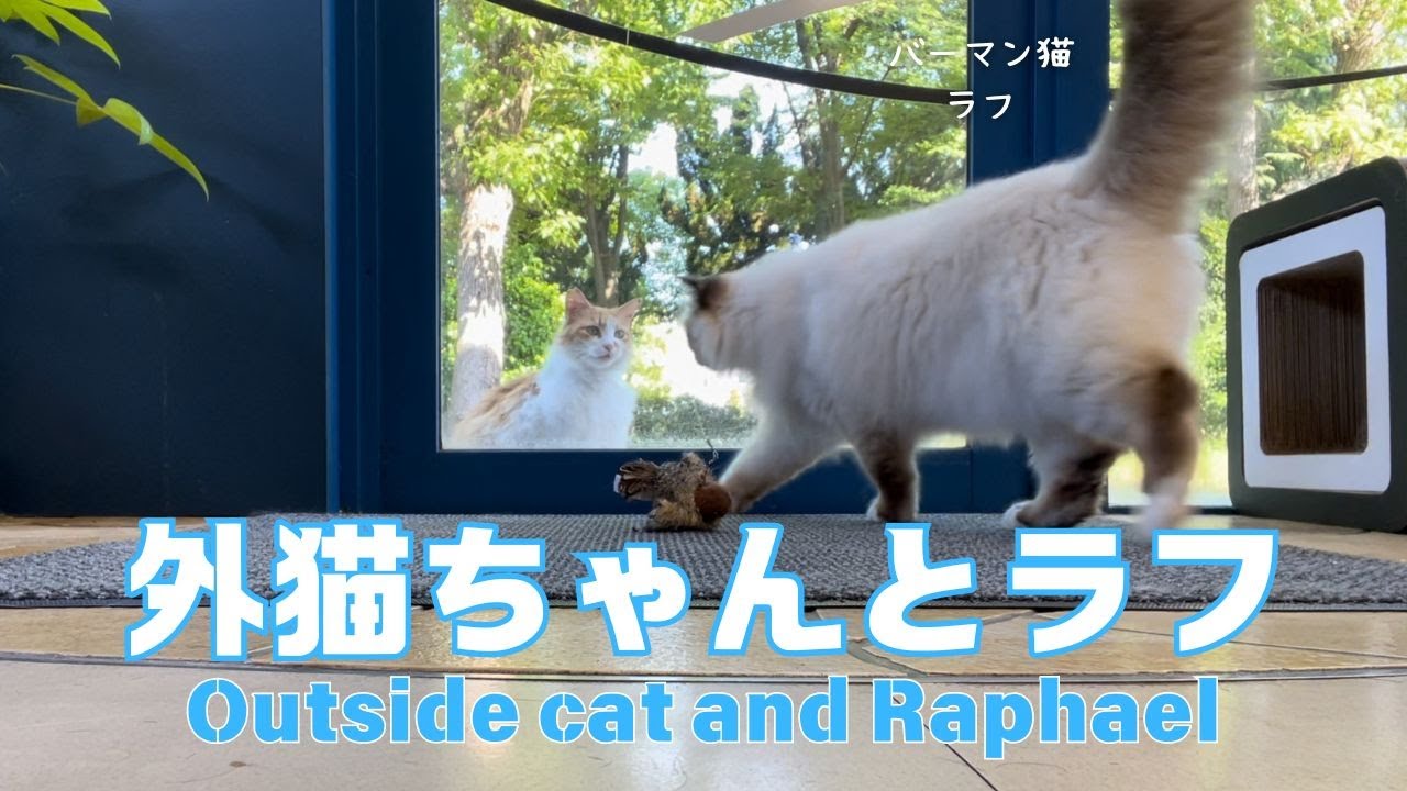 バーマン猫ラフ【外猫ちゃんとラフ】Outside cat and Raphael（バーマン猫）Birman/Cat