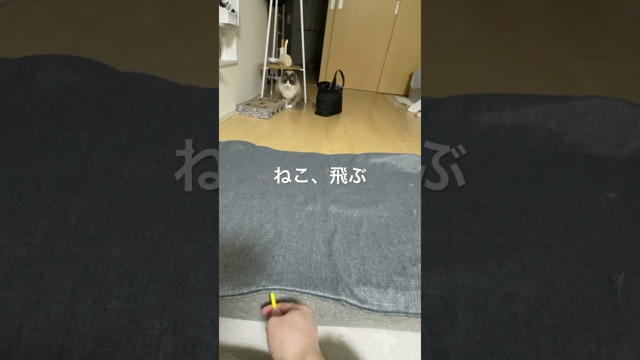 ねこ、飛ぶ　#猫のいる暮らし #cat #kawaii #ragdoll #ラグドール #猫 #ねこ #かわいい #shorts