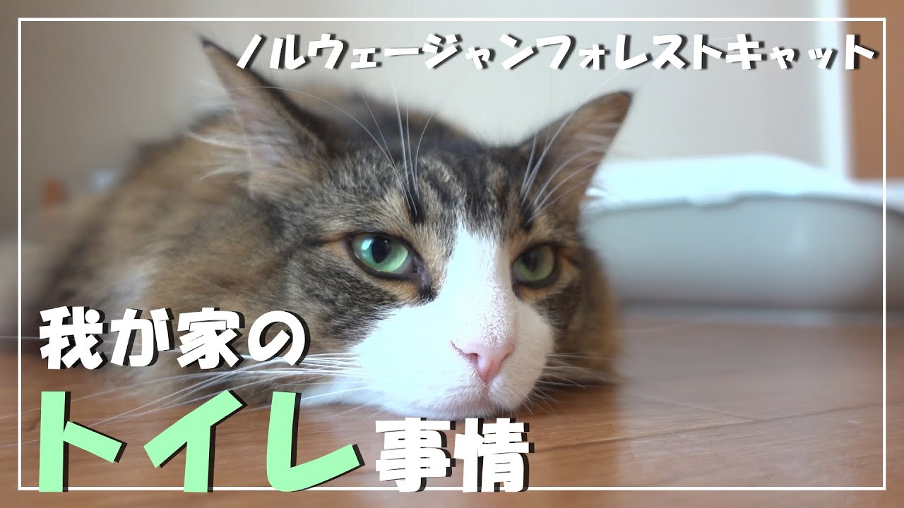我が家の猫トイレ~気を付けていること~【ノルウェージャンフォレストキャット】