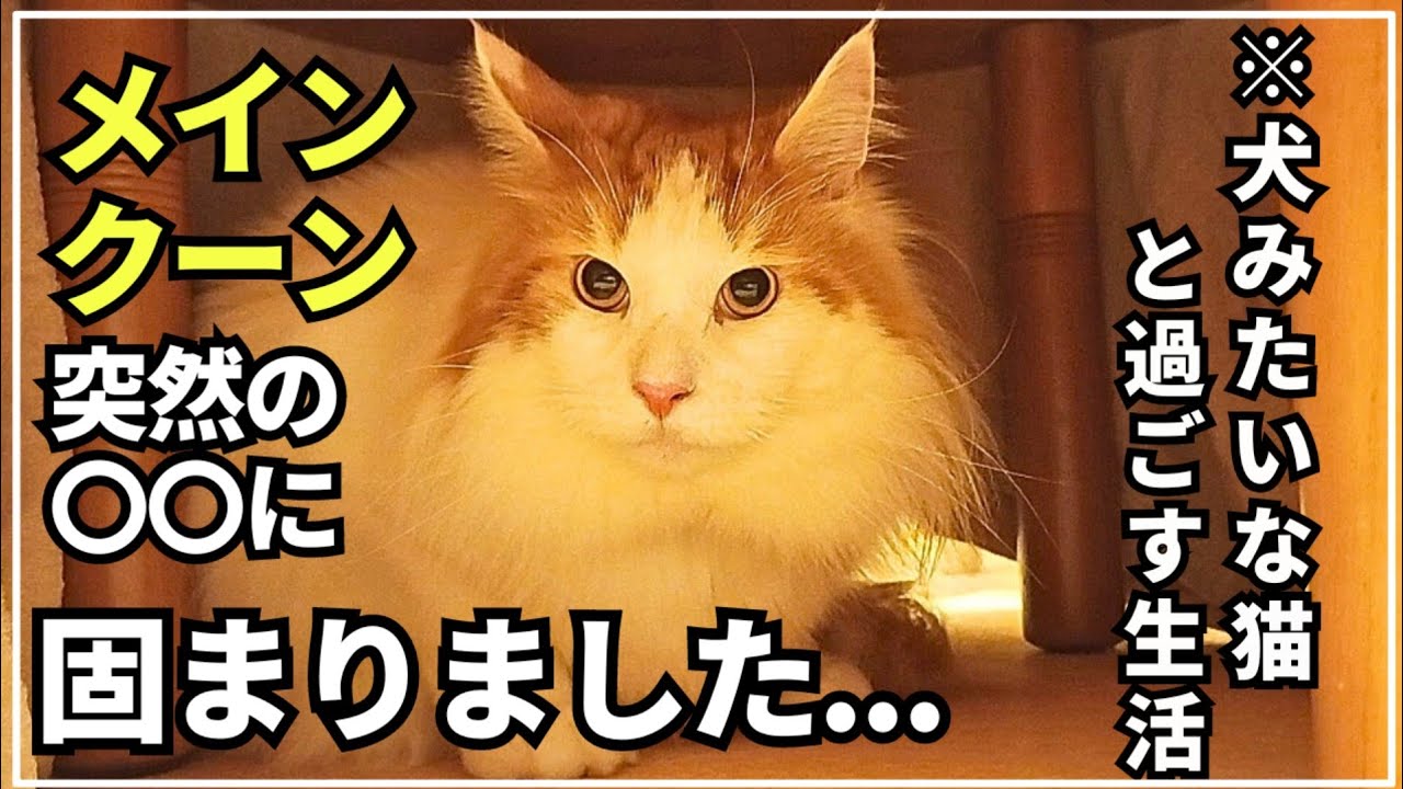 恐怖の天敵に焦りまくる大型猫メインクーンの日常