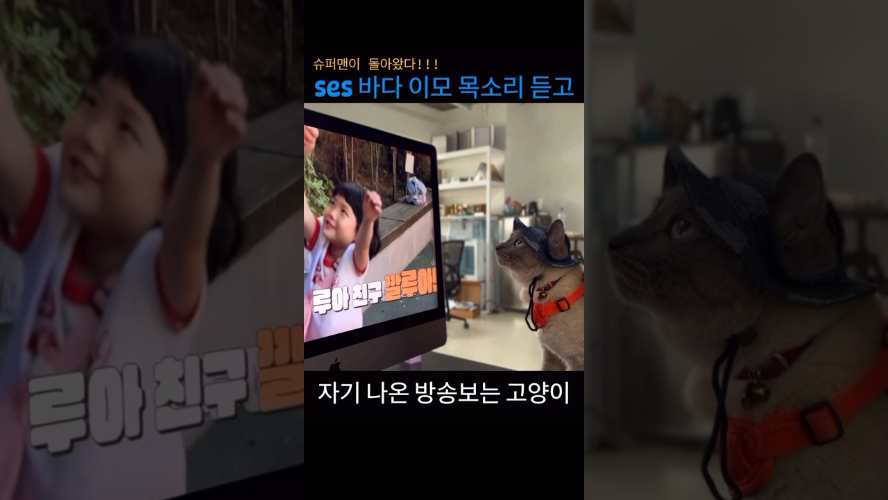 (귀염주의) 성수동낸시랭고양이가 슈퍼맨이 돌아왔다에 출연을??😽❤️😸🤗 #성수동샴고양이 #샴고양이깔루아 #funnycatvideo #슈퍼맨이돌아왔다바다편#catlove