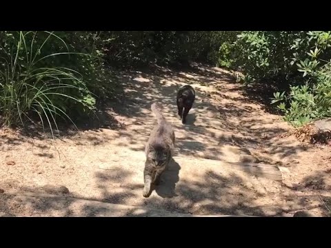 山道を猫たちゾロゾロ引き連れたら元気いっぱい走ってた