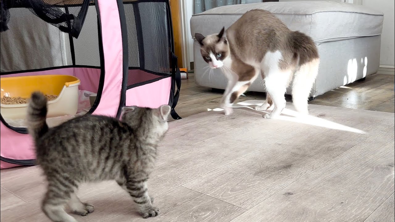 子猫につられて誰よりもはしゃいじゃった先輩猫【かぐ告兄弟日記#28】An adult cat saw the kitten playing and began to play with it.