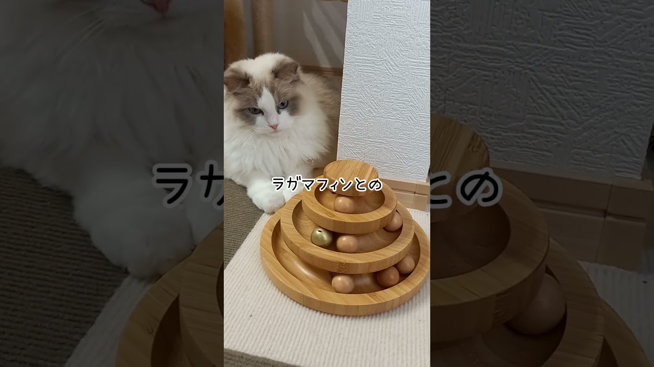 【猫の雑学】ラグドールとラガマフィンの違い #猫のいる暮らし #ラグドール #ねこ #ラガマフィン #雑学