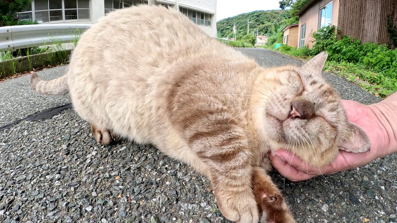 島の学校で休んでいたおじいちゃんシャム猫が坂を登ってモフられにきた