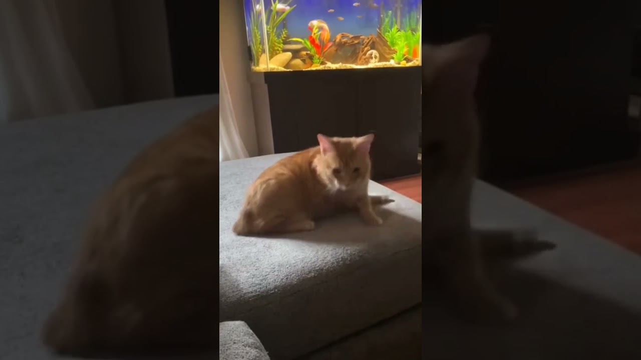 My cute Manx cat is watching fish and enjoying funny video #manx #catlover #funnycat #cute