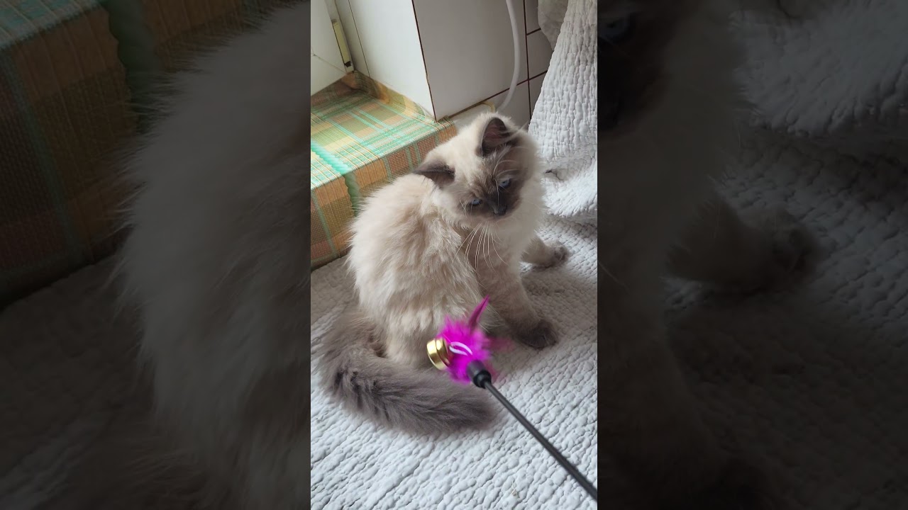 Urmass Oraland Blue Pointed Siberian Male Kitten Available Now | Purebred Kitties