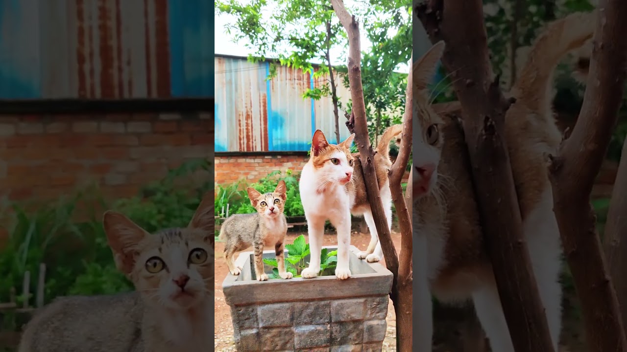 #manxcat #catcute #cat #mewing #shortsfeed #cuteanimal #kitten #viral #youtubeshorts #shortsfeed