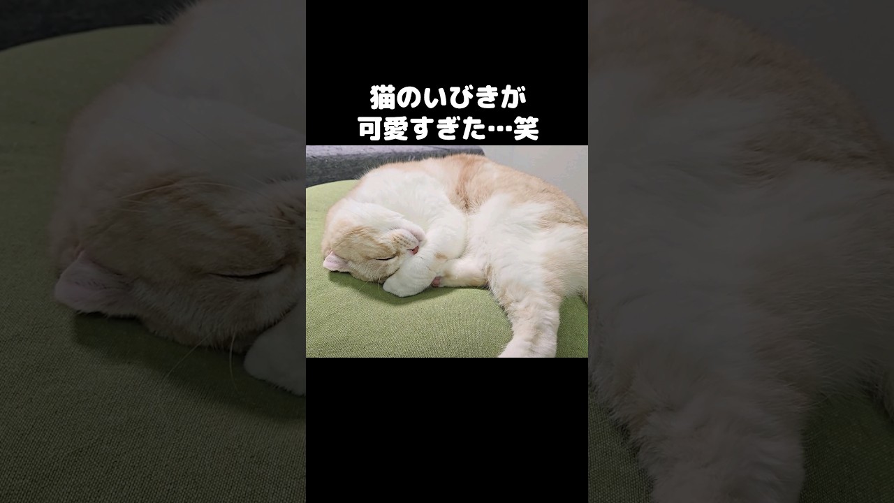 病みつきになる猫のいびき...笑#shorts