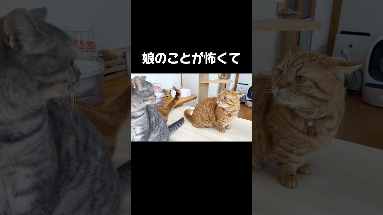 娘のことが怖いパパ猫は... #猫 #マンチカン #shorts