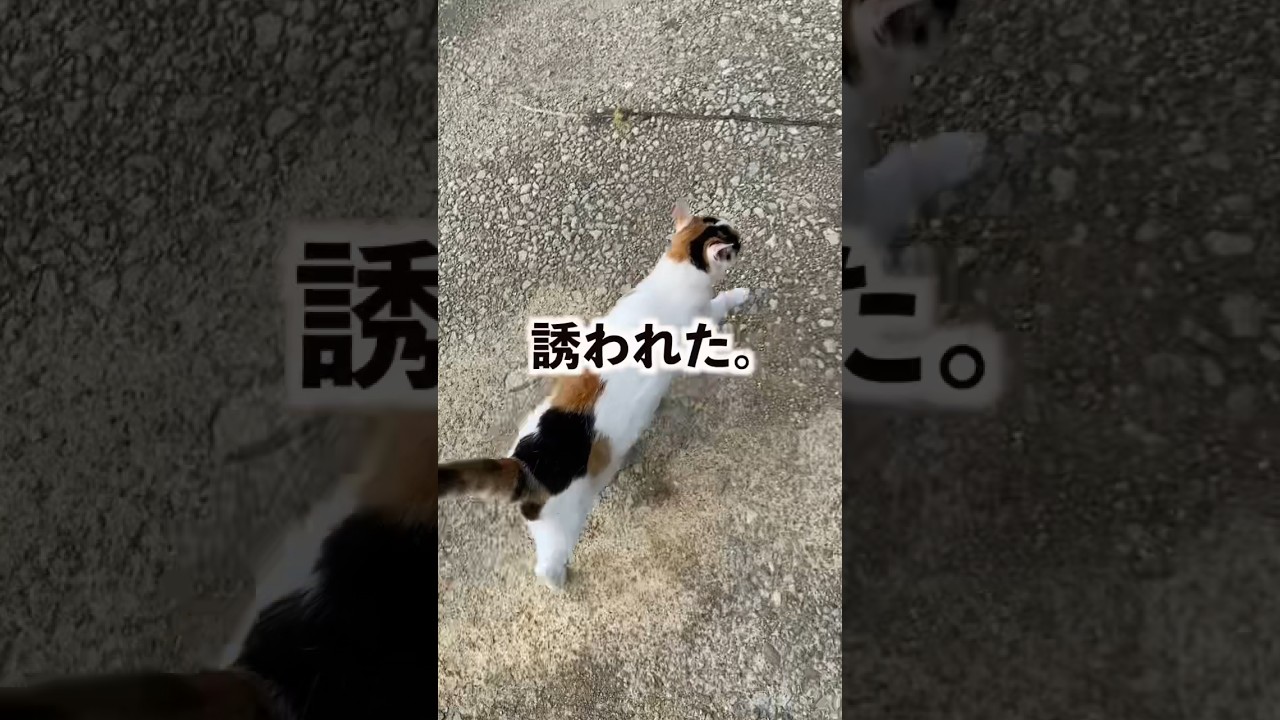 絶対に刈らないで! #shorts #cat #三毛猫