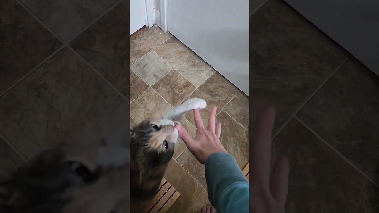 Manx cat playing and enjoying with funny video #cat #manxcat #catvideos
