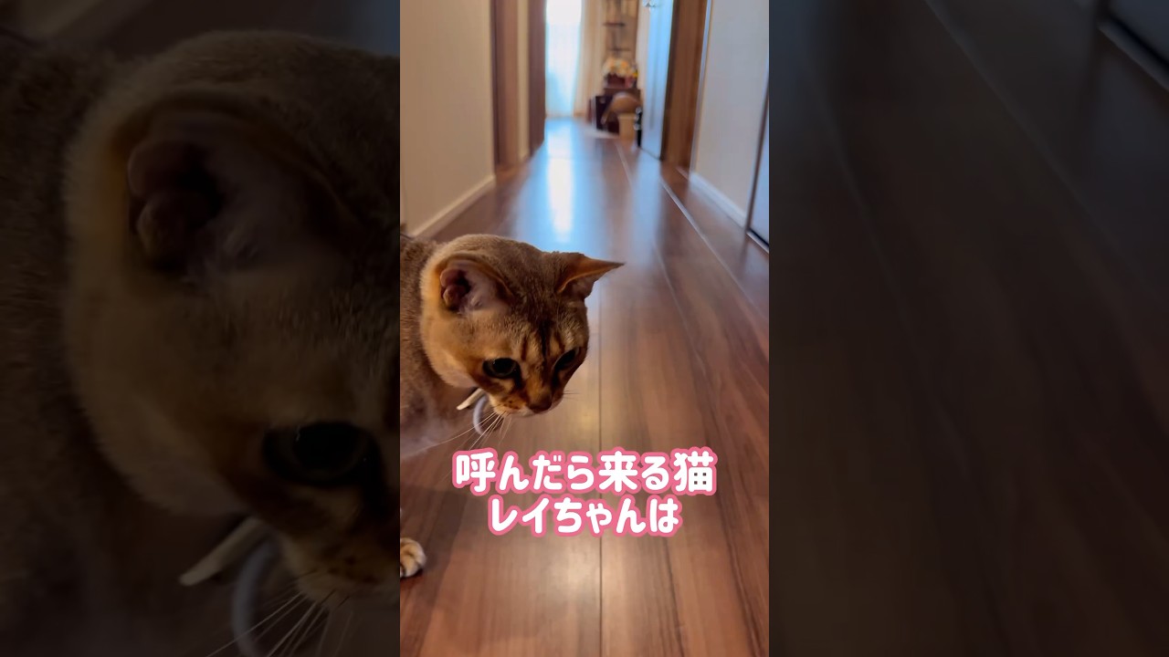 飼い主の腕で寝るレイちゃん #シンガプーラ #cat #shorts