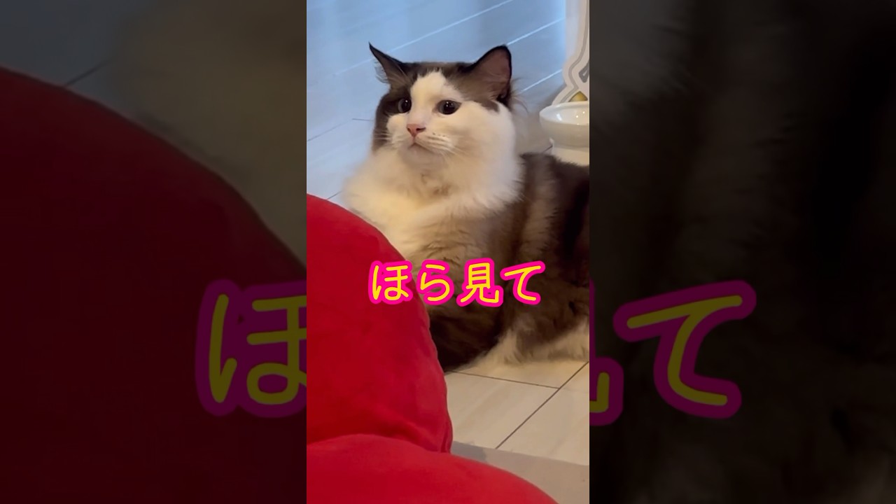 【猫動画】ほら見てネコだね😈#shorts #cat #ラグドール
