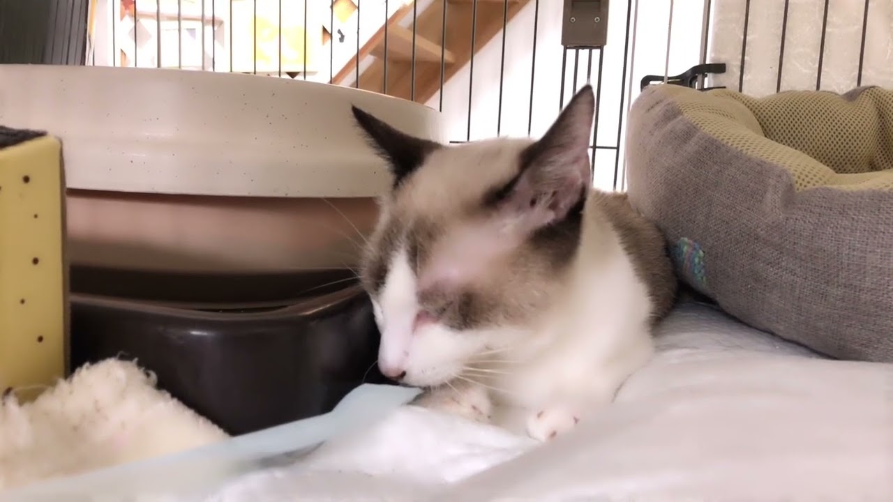 シャム、絶対負けないもん【保護猫ハウス日記】