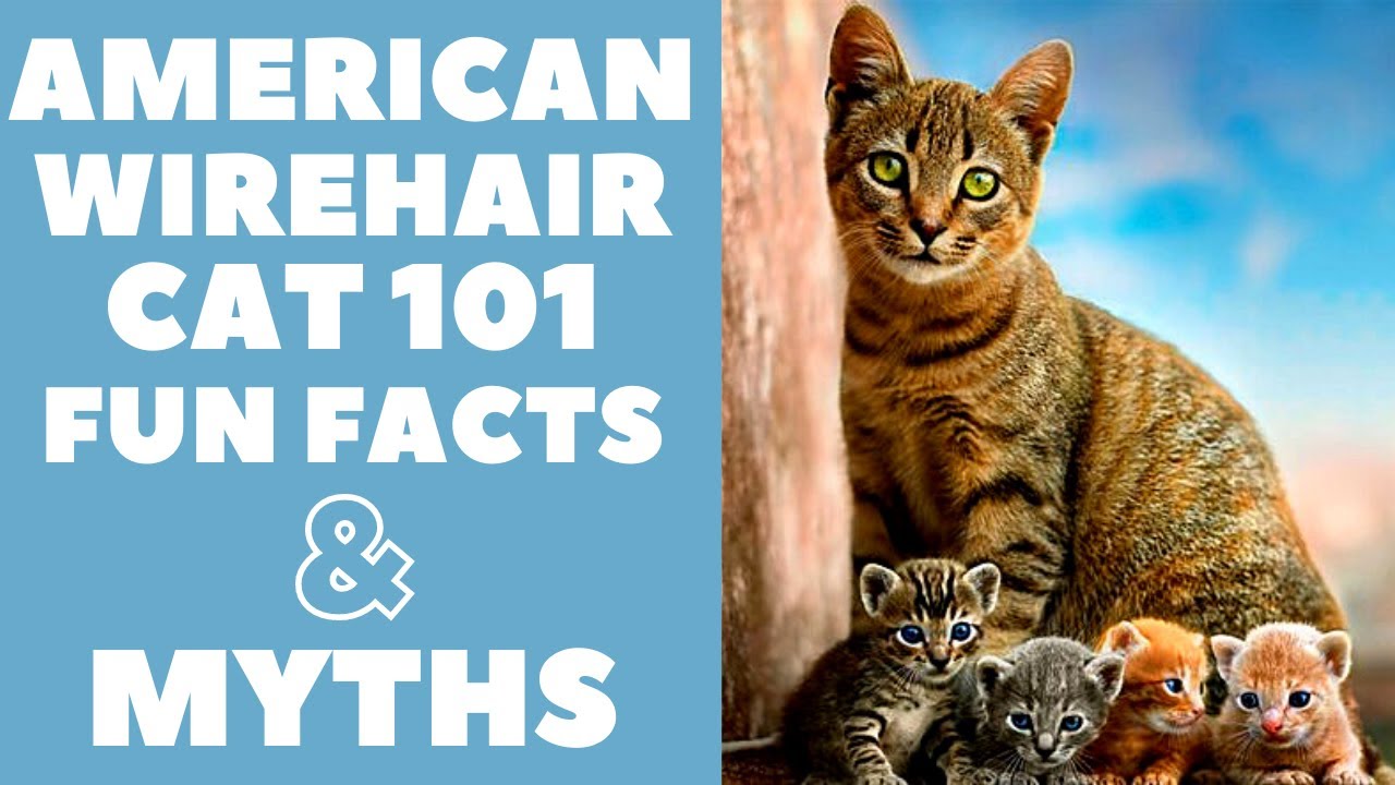 American Wirehair Cats 101 : Fun Facts & Myths