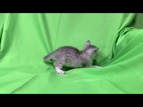 エジプシャンマウ 目が綺麗なマウちゃんです！