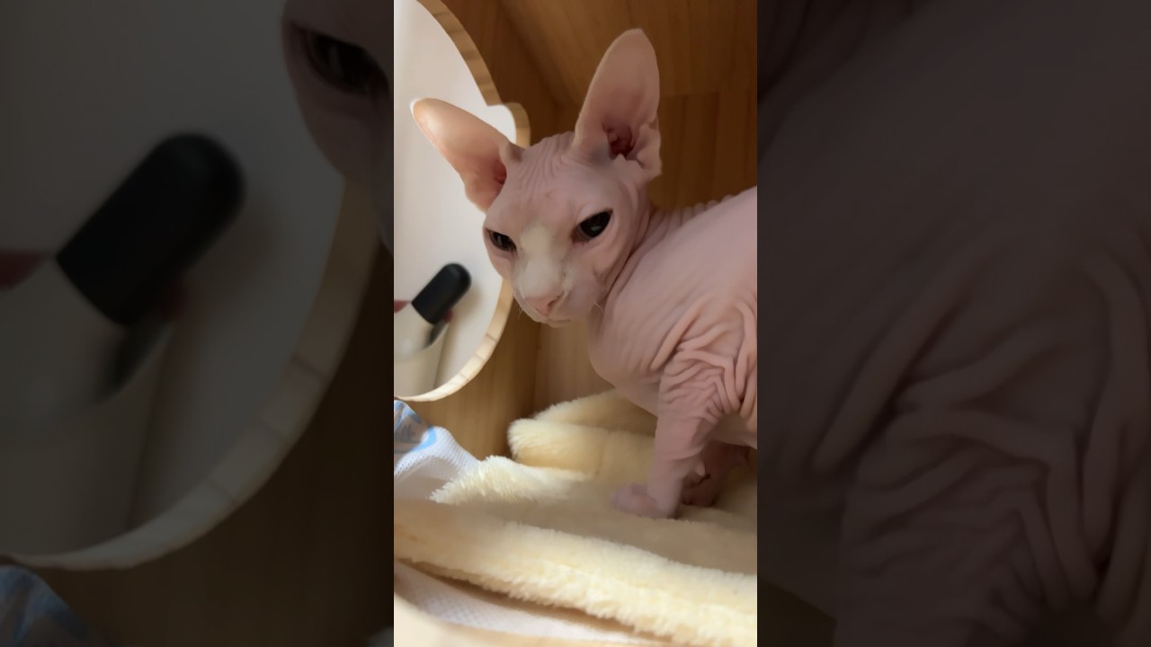 ピンク色の毛のない猫が可愛すぎる【スフィンクス猫】