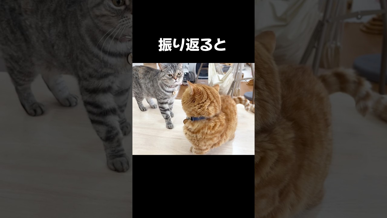 振り返るといつもより... #猫 #マンチカン #shorts