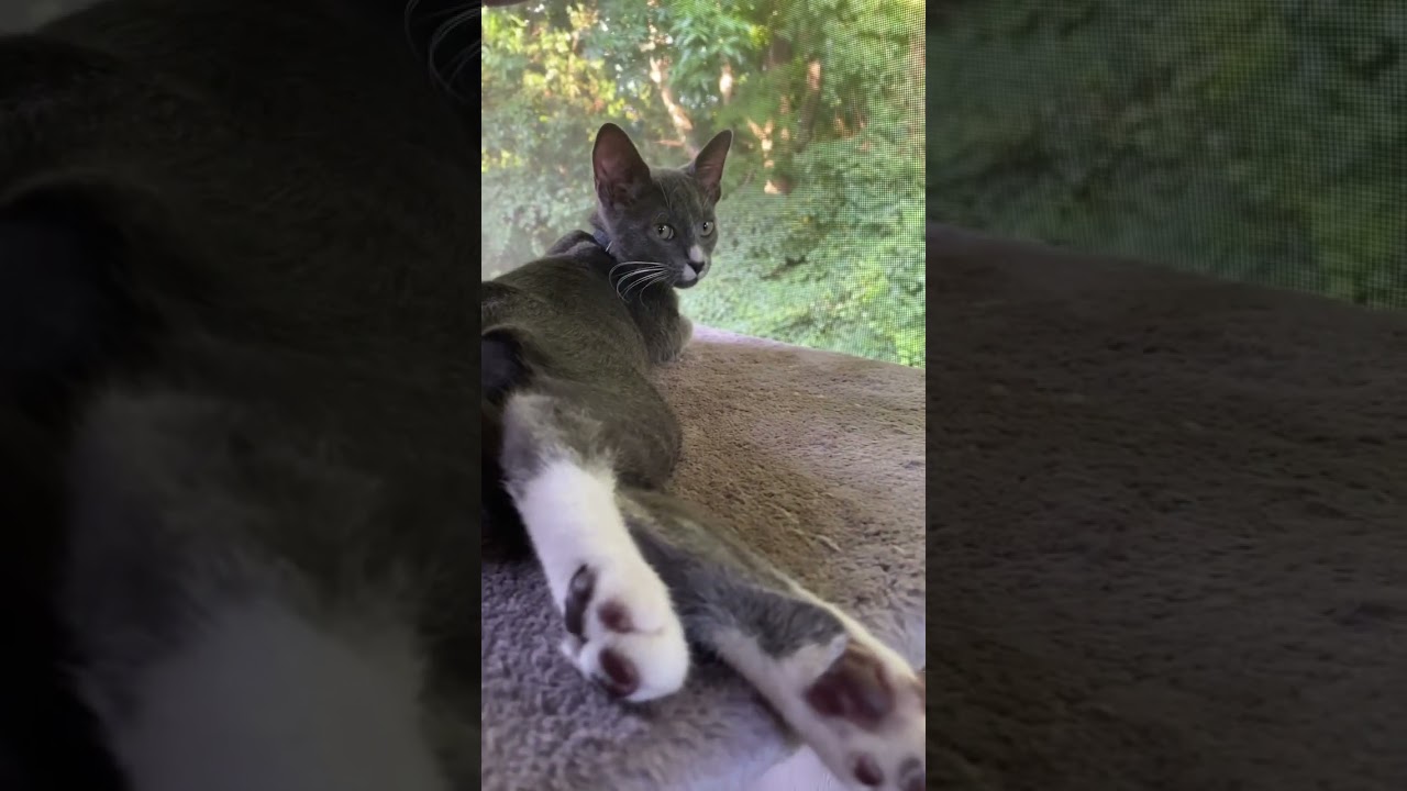 Who doesn’t love kitten toe beans?! 🫘 #cutecat #shorts