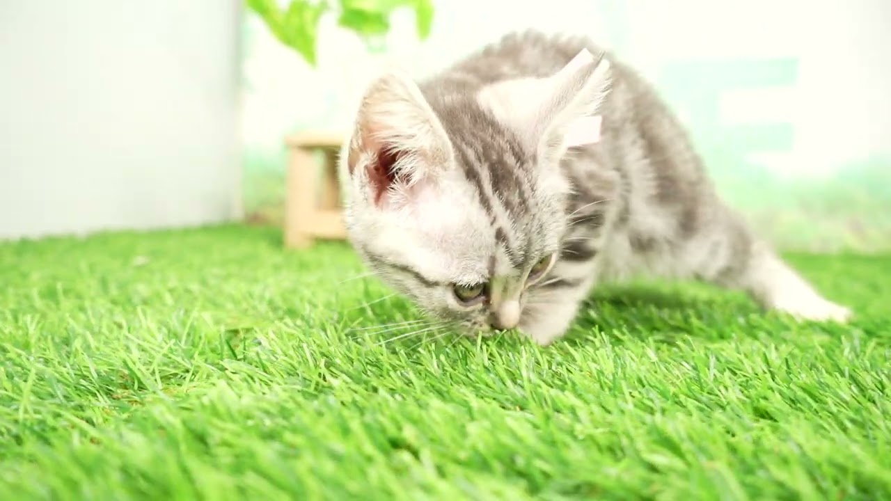 Coo&RIKU　No00684823 アメリカンショートヘアー