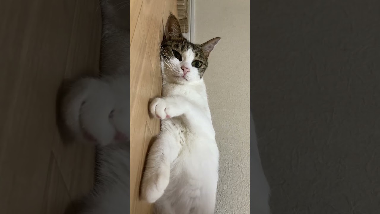 今日【は】？#shorts #猫のいる暮らし #保護猫 #cat