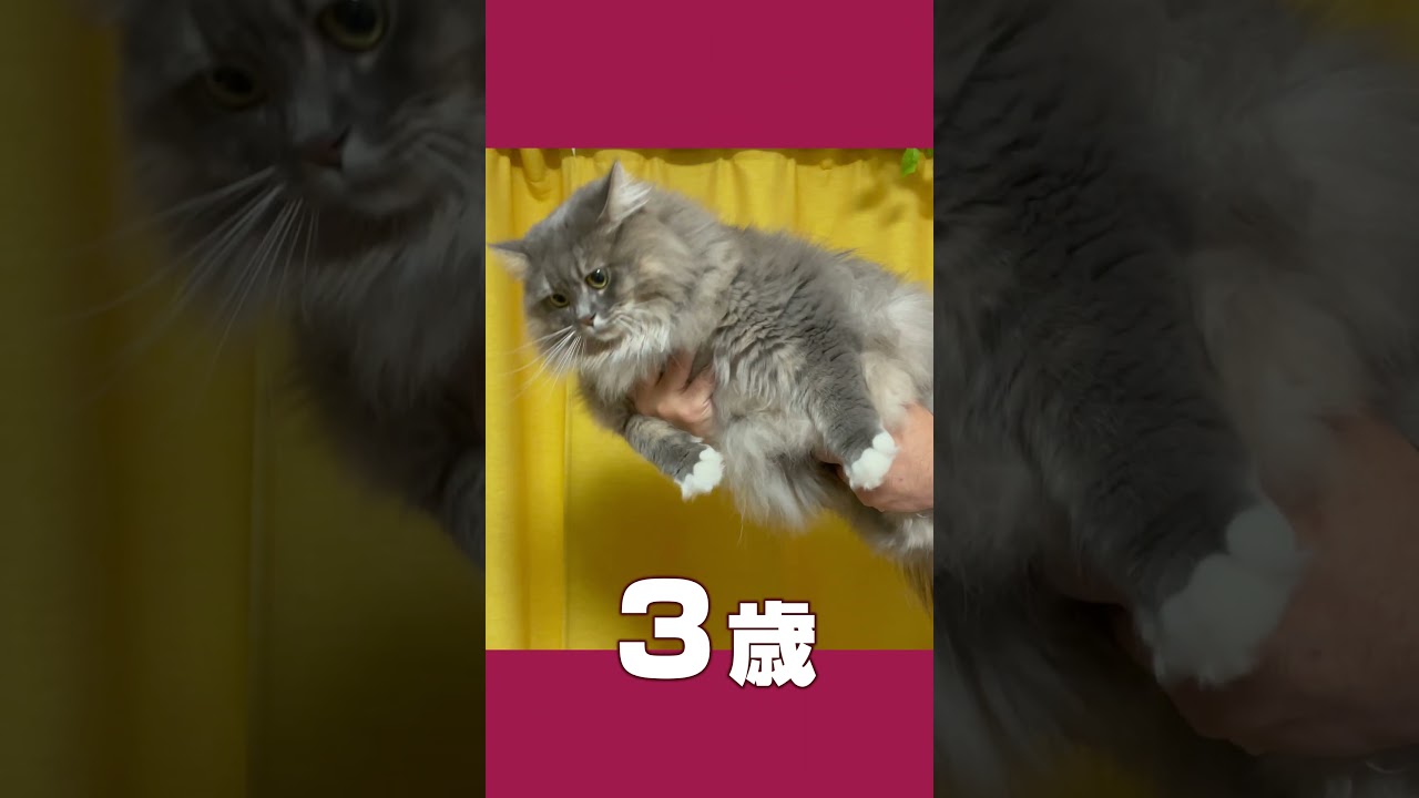 サイベリアン 大型猫の成長 0歳から3歳 手乗り猫　 #siberian #サイベリアン #siberiancat #cat #ねこ