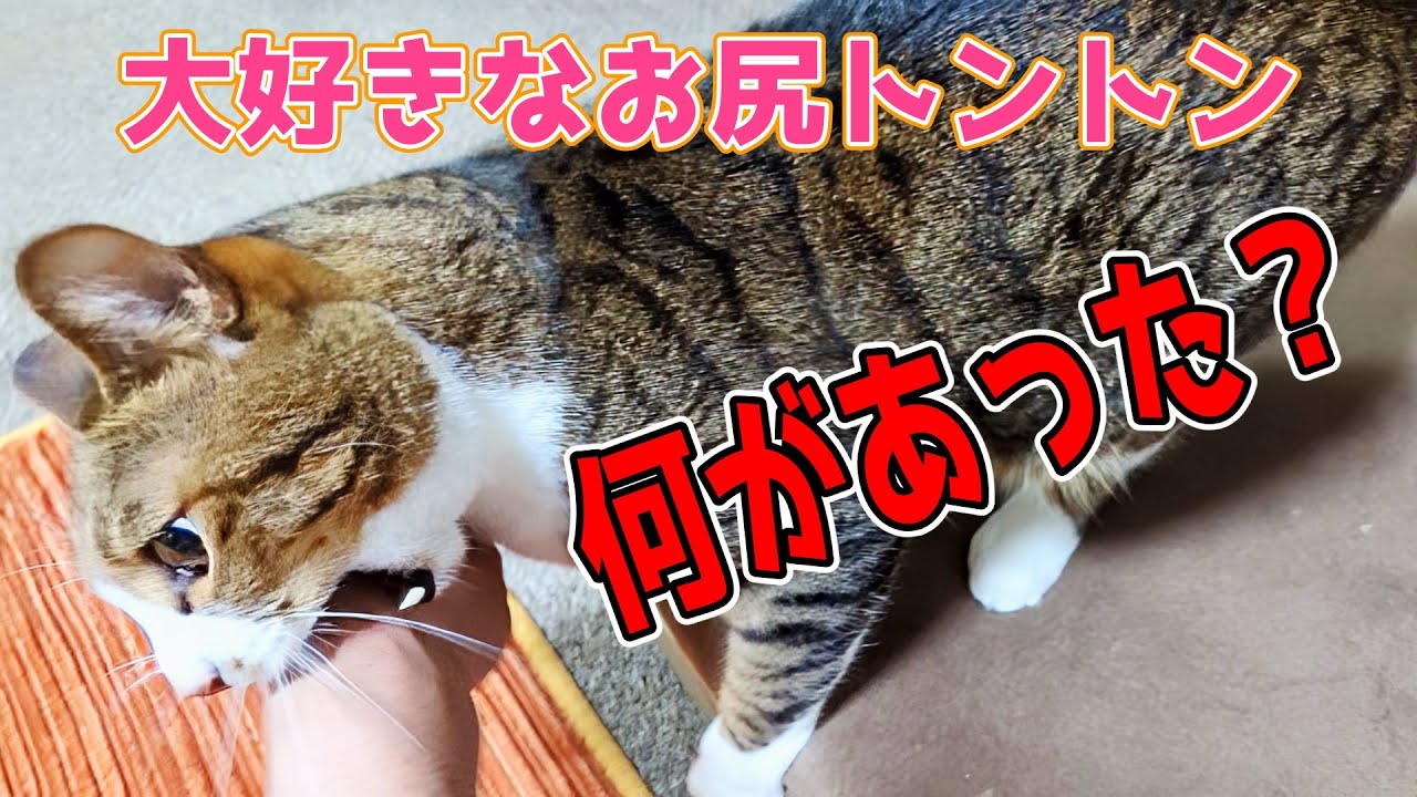 大好きなお尻トントンを堪能していたキジシロ猫…だが彼がこのような行動に出た理由とは？