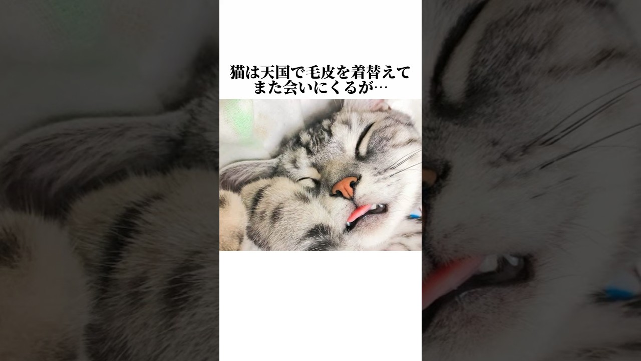 ちょっと見てwwネコの秘密がやっぱ可愛すぎるww猫の知って損しない秘密5選🤫