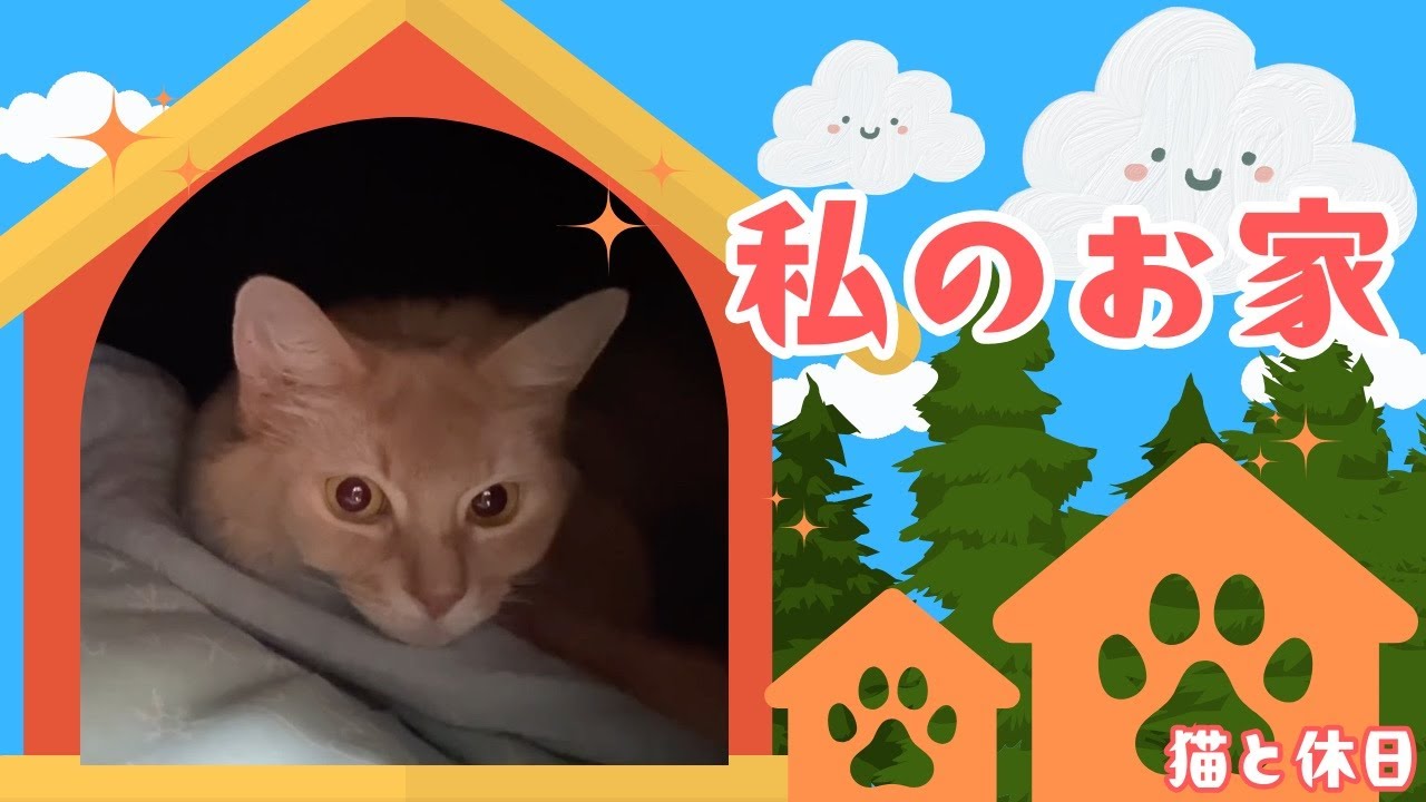 ひんやりしててお気に入り😸#猫#ソマリ#キジトラ