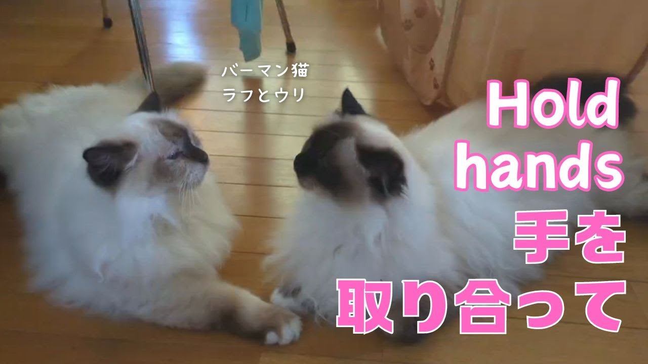 バーマン猫ラフとウリ【手を取り合って】Hold hands（バーマン猫）Birman/Cat