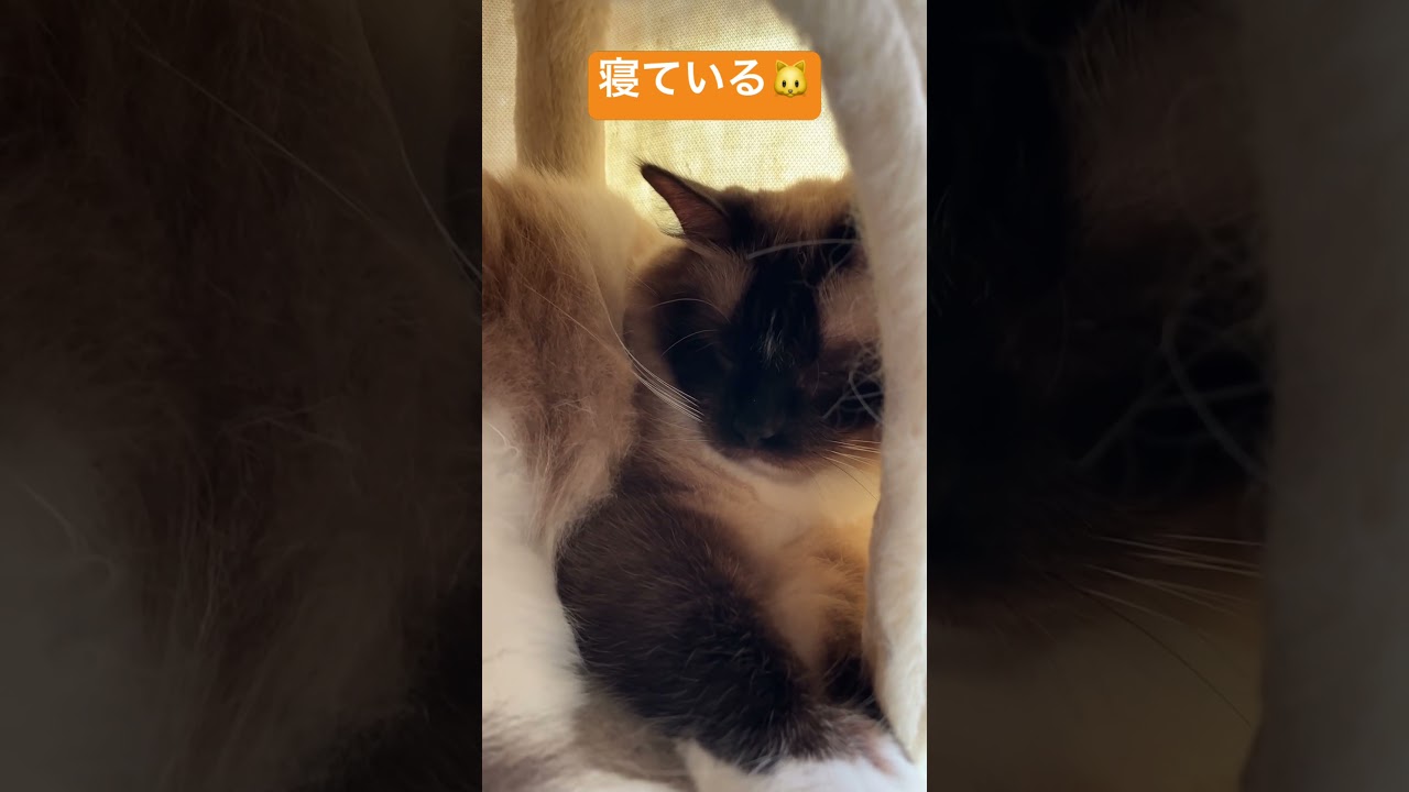 寝ているラグドール #cat #short #ragdoll #catbreed #shorts #ラグドール #cattype #shortvideo #glay