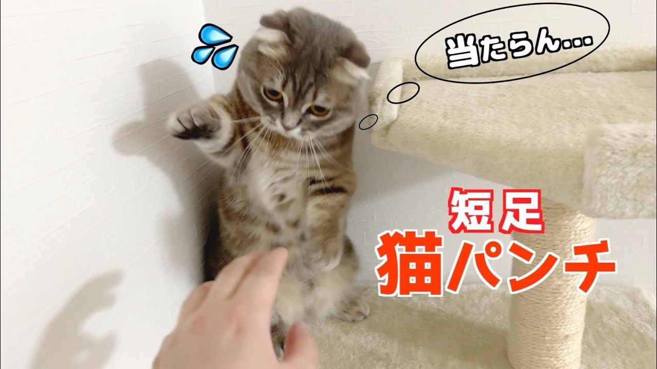 短足マンチカンの猫パンチは100%当たりません笑[マンチカンの銀時]