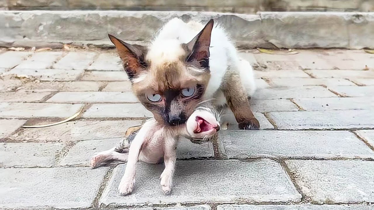 子猫をくわえて助けを求めるシャム猫。無力で懇願するような目を見て、優しい男性はすぐに心温まる行動をとった【感動】
