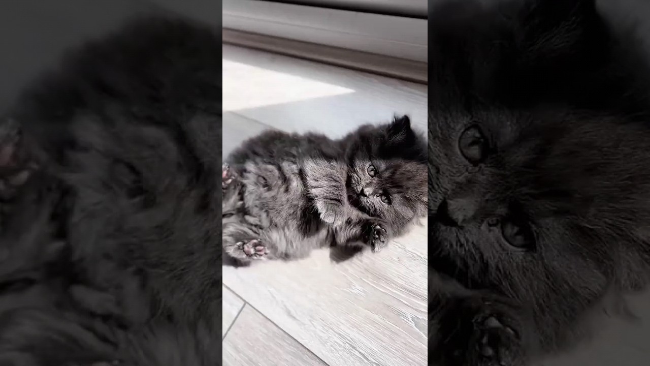 Black 😍 #cat #cute #pets