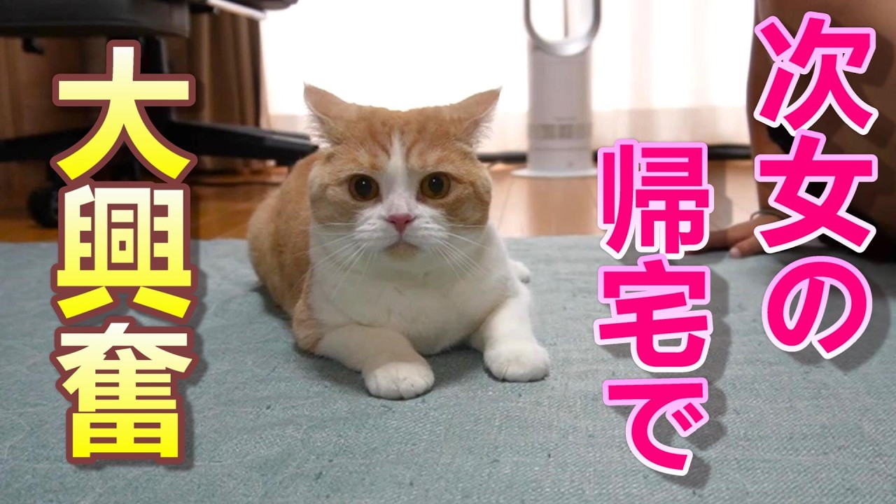 次女帰宅でやっぱり大興奮になる猫【スコティッシュフォールド】【アビシニアン】