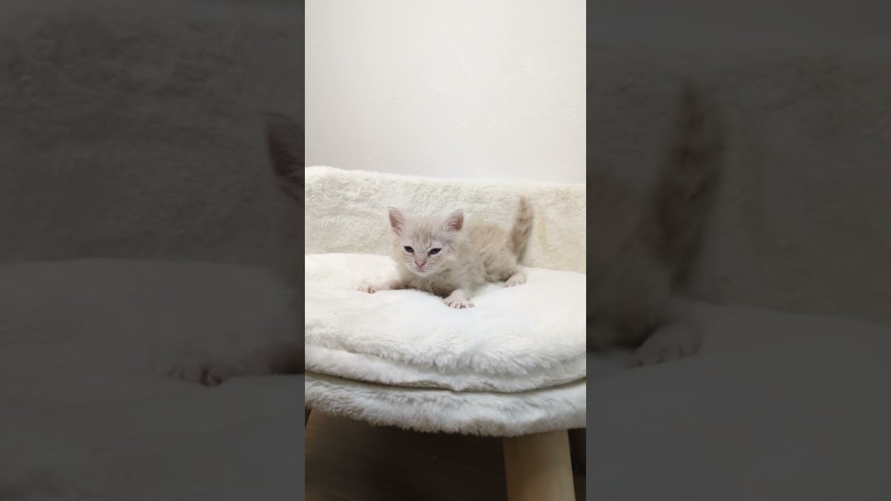 セルカークレックス クリームカラーの女の子