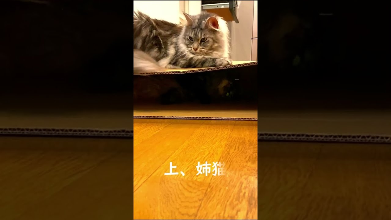 我が家の猫の上下関係 【メインクーン】【マンチカン】 Hierarchical relationship of my cat #shorts