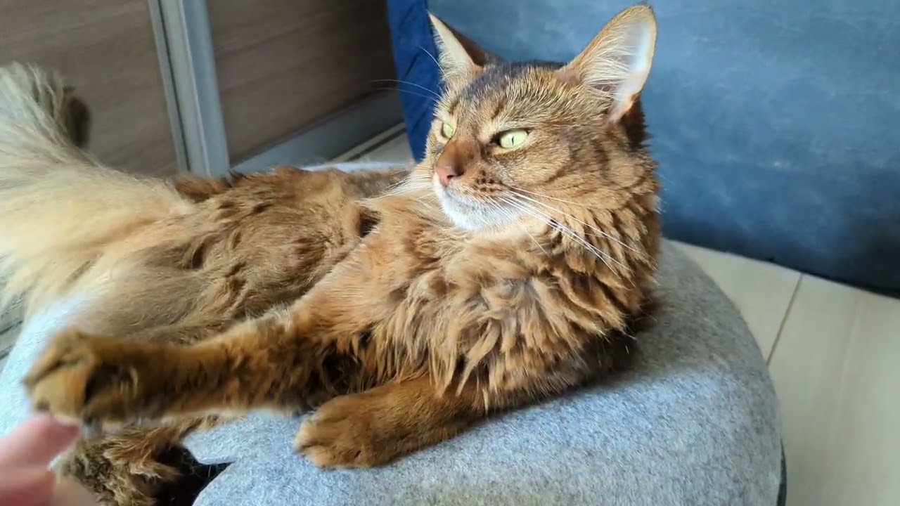 【921日目】挙手 #ソマリ #cat