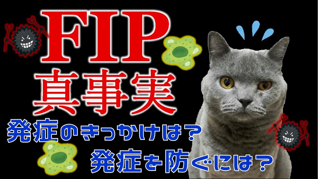 きっかけはウイルスの突然変異ではなかった…【FIPの真(新)事実】