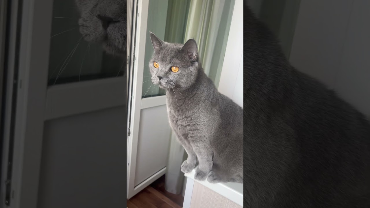 Увидел 🕊️ #catlife #cat #cute #britishshorthaircats #catlover #funnycats #cats #funnyshorts #funny