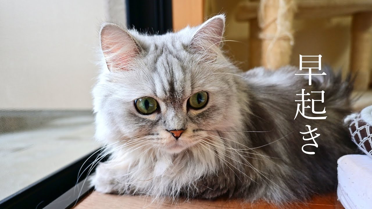 猫の早起きに付き合わされる父さん【マンチカン】