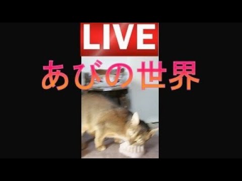 ネコ動画あび＃3969　あびの毎日　アビシニアン　あび